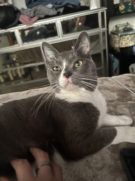 Pet