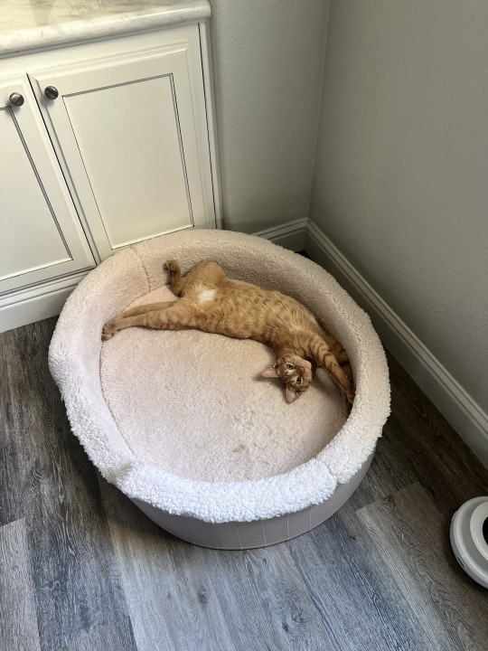 Pet