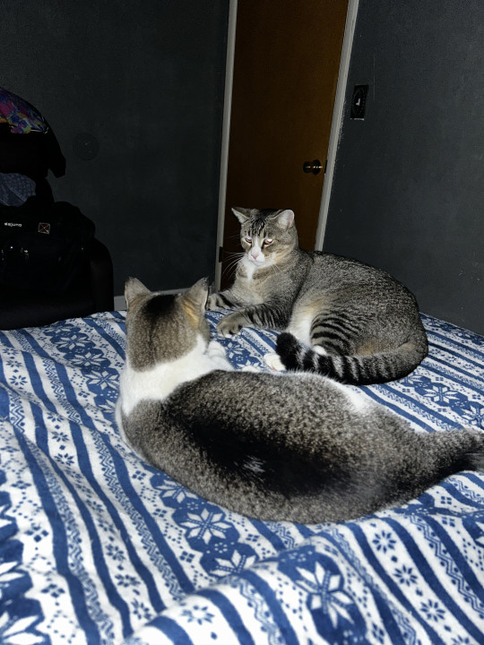 Pet