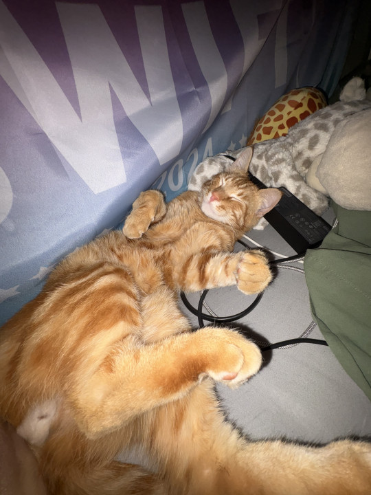 Pet