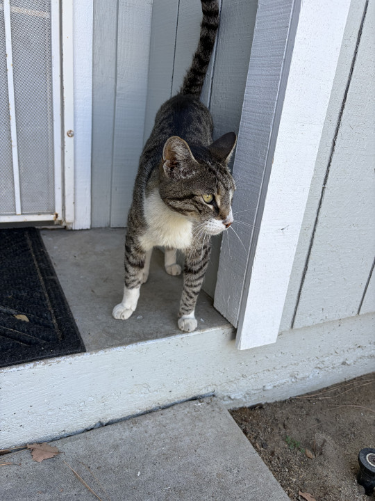 Pet