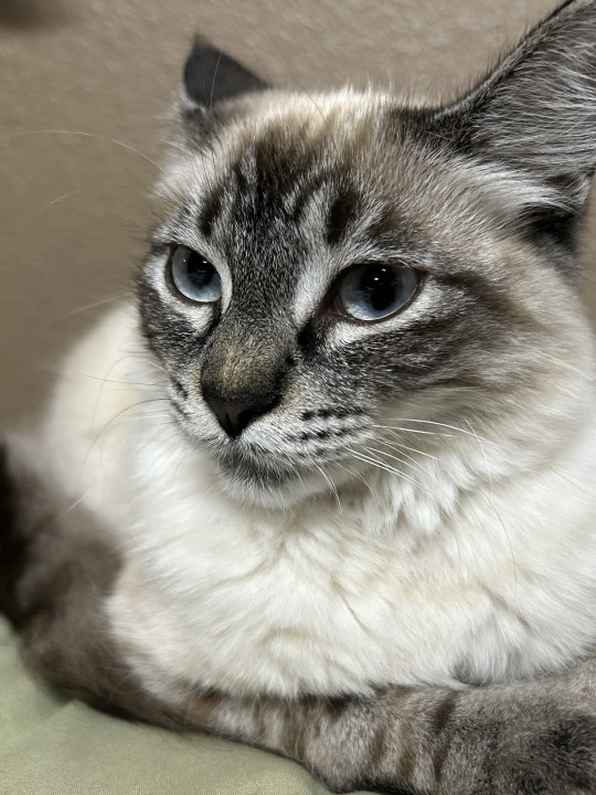 Pet