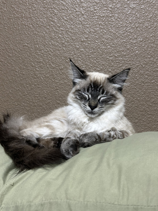 Pet