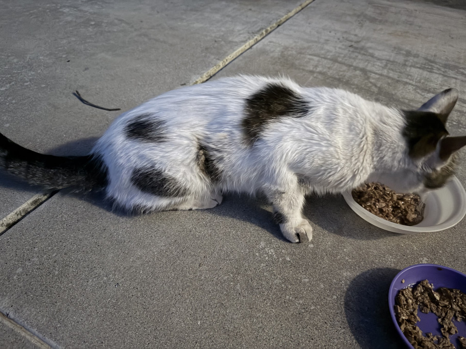 Pet