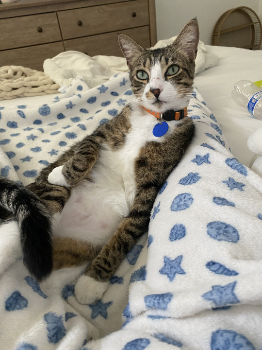 Pet