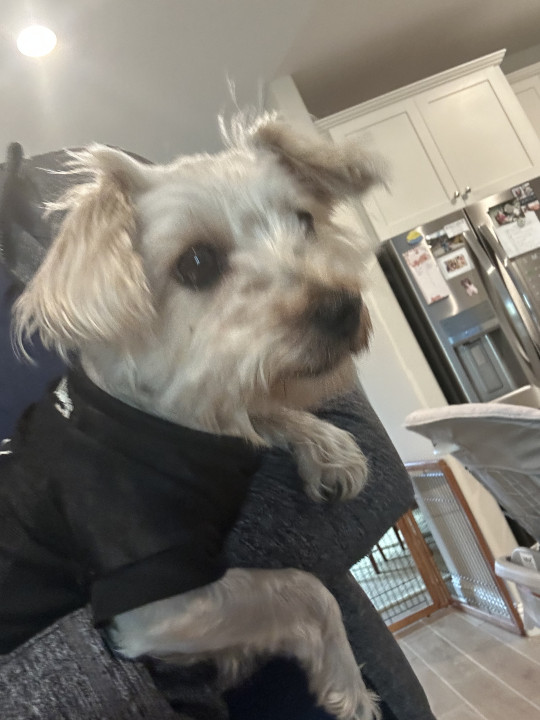 Pet