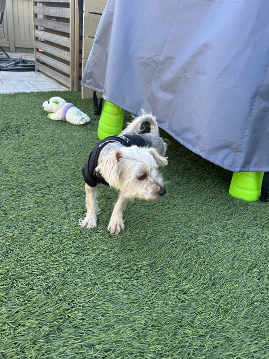 Pet