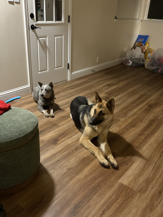 Pet