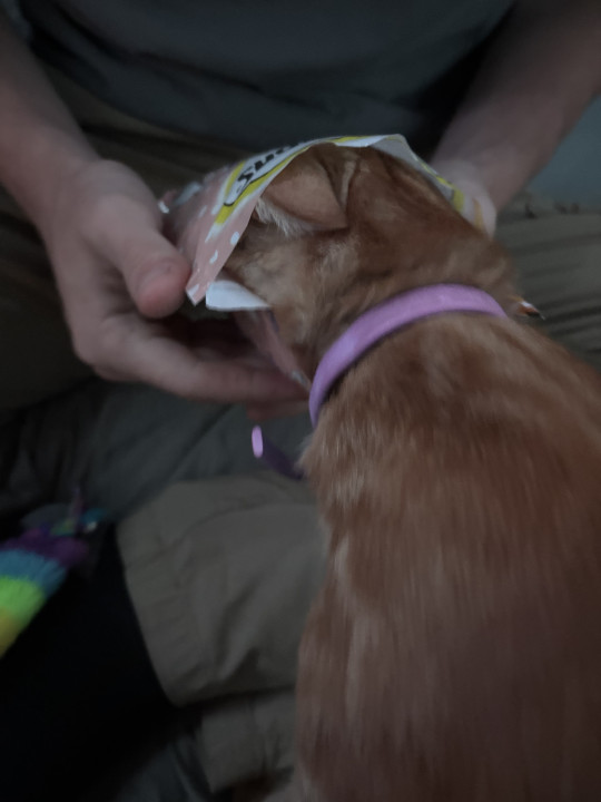 Pet
