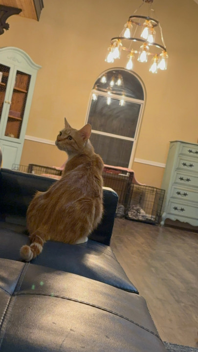 Pet