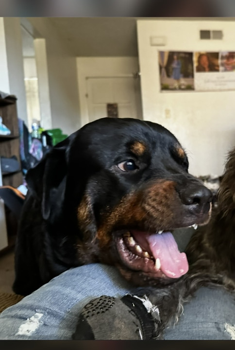 Pet
