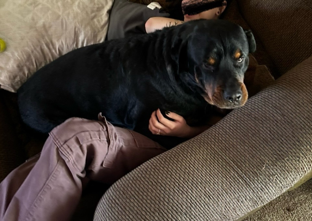 Pet