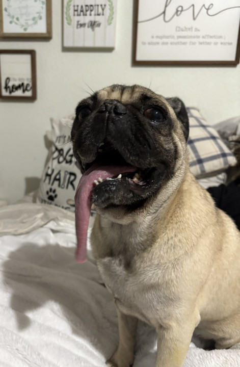 Pet