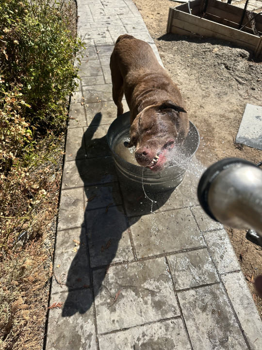 Pet