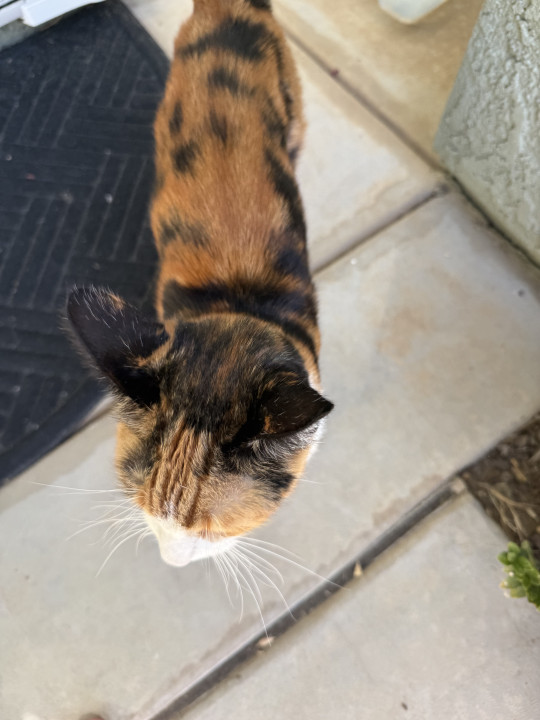 Pet