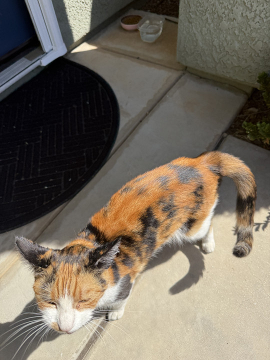 Pet
