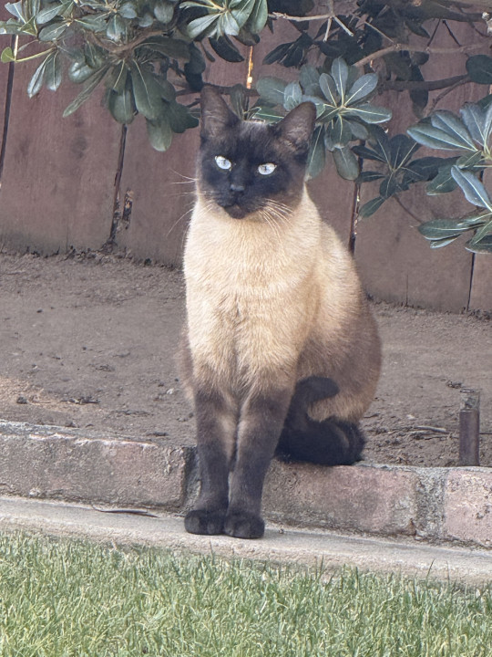 Pet