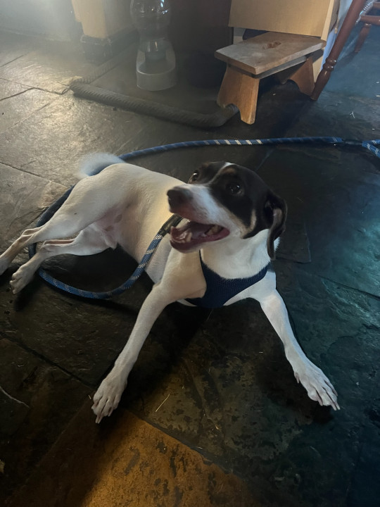 Pet