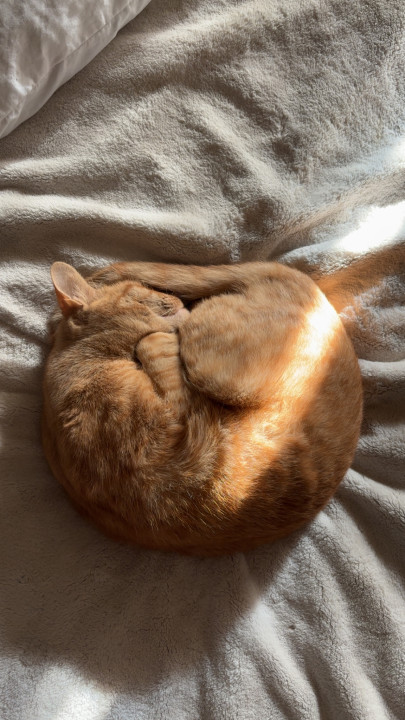 Pet