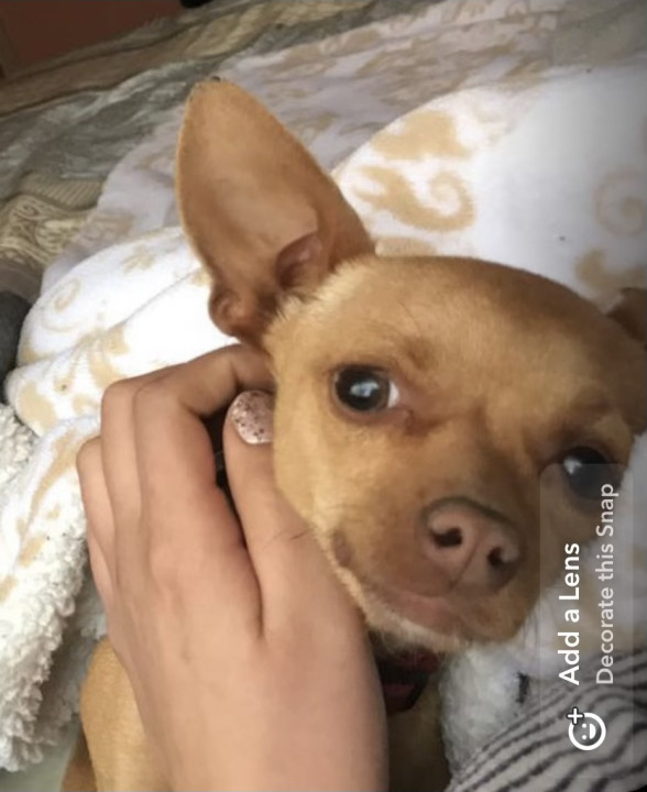 Pet