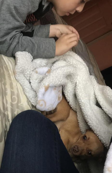 Pet