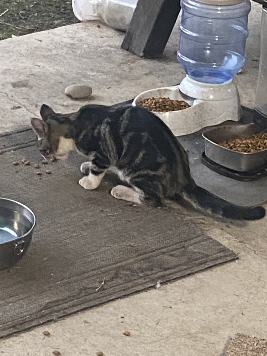 Pet