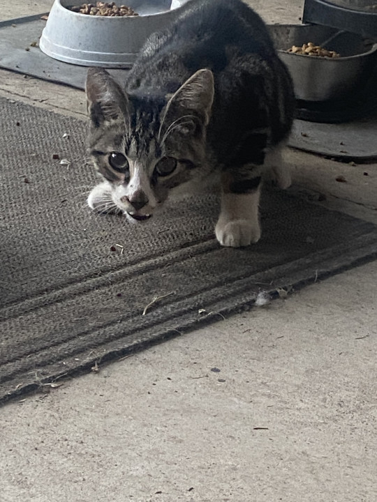 Pet