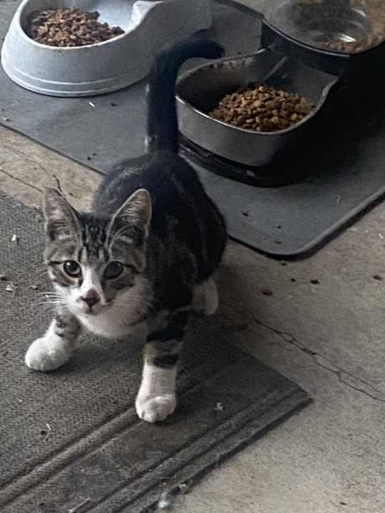 Pet