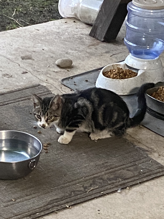 Pet