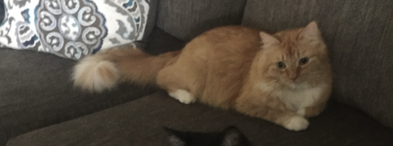 Pet