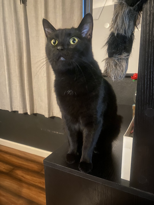 Pet