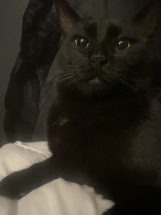 Pet