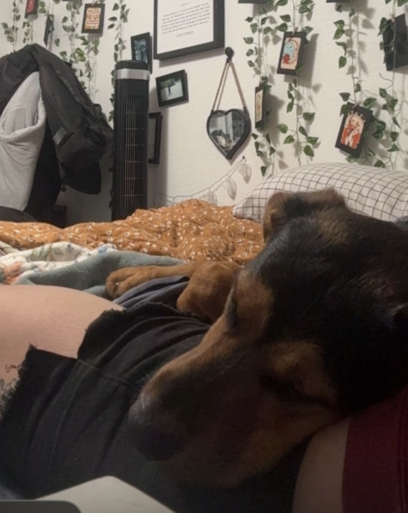 Pet