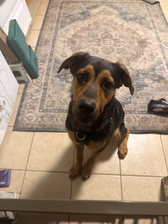 Pet