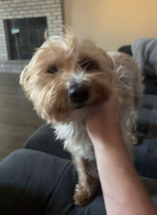 Pet