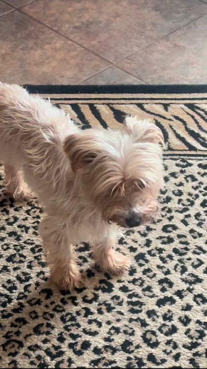 Pet