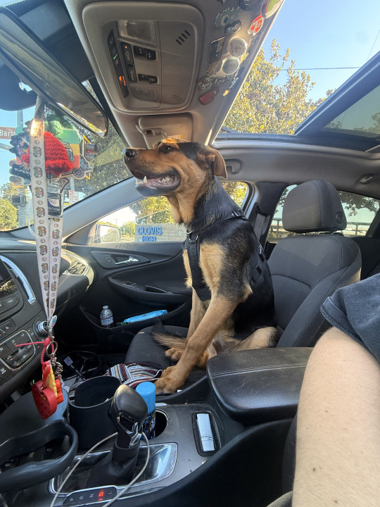 Pet
