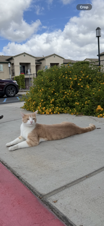 Pet