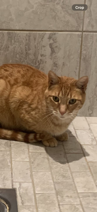 Pet