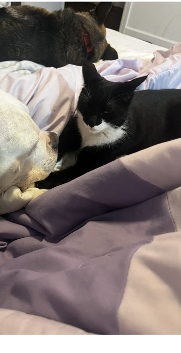 Pet