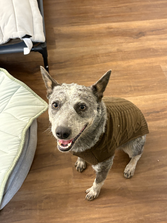 Pet