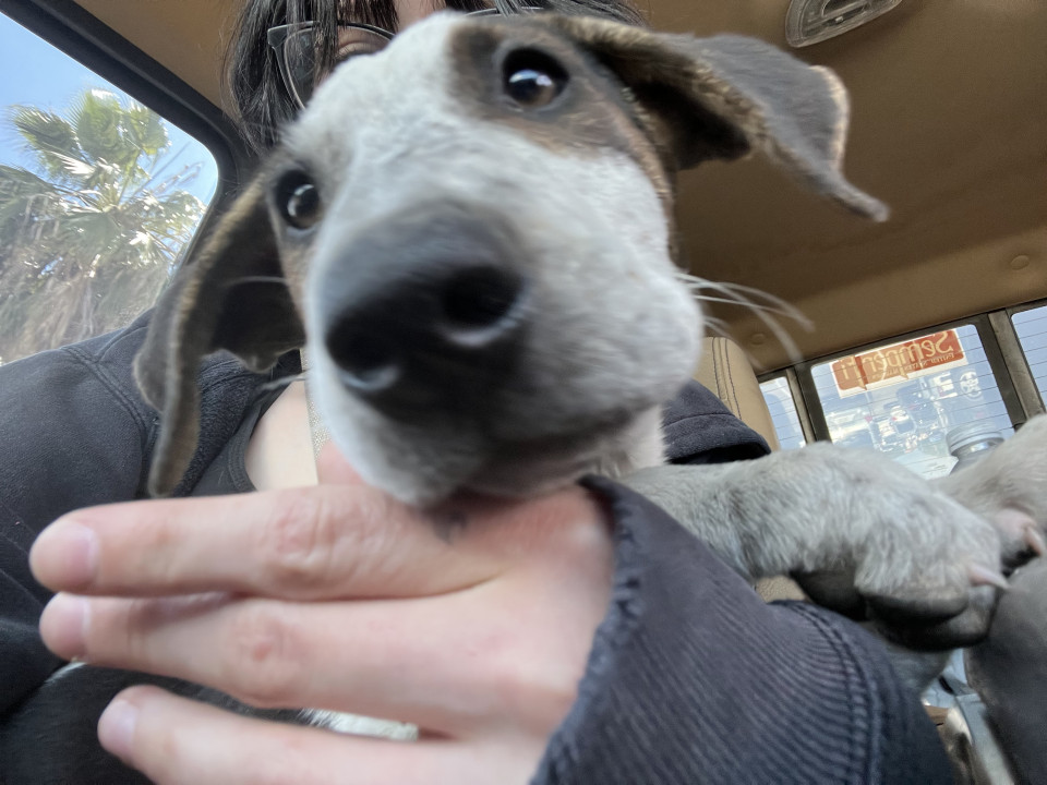 Pet