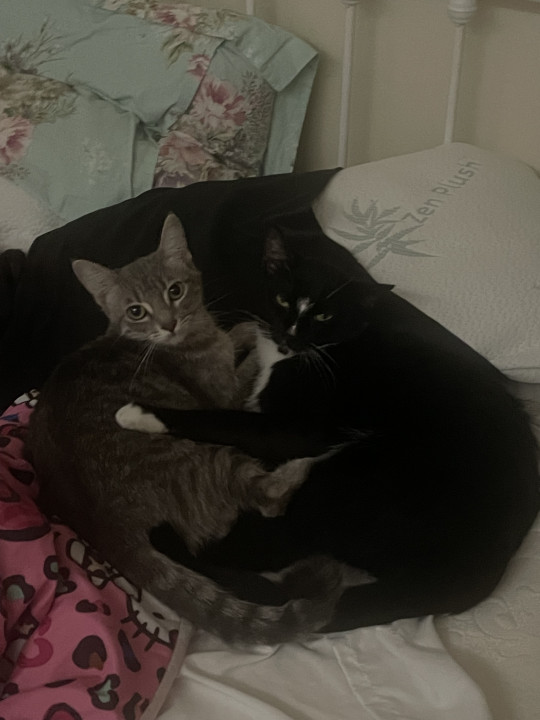 Pet
