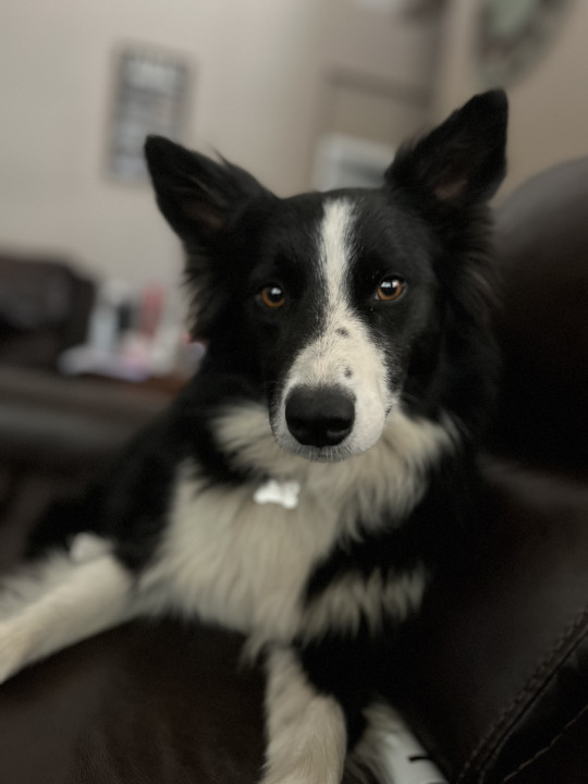 Pet