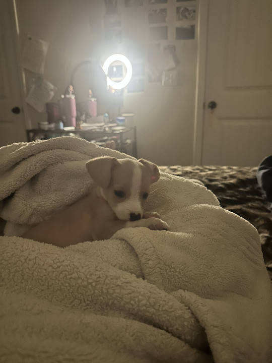 Pet