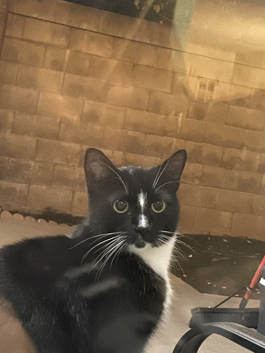 Pet