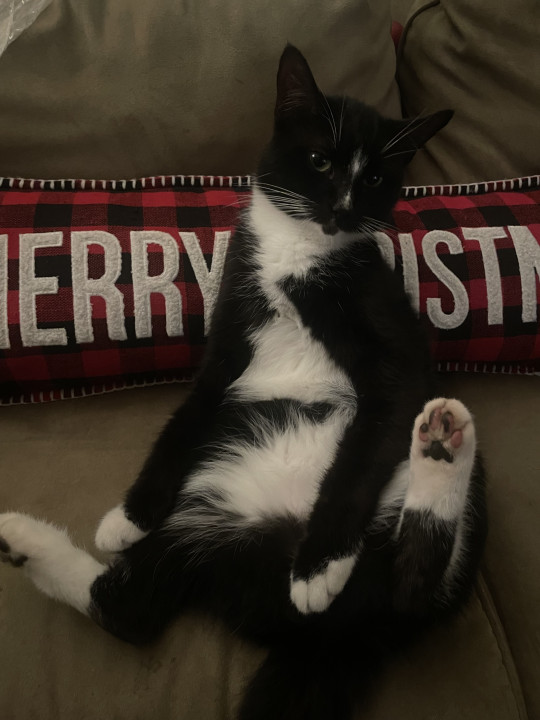 Pet