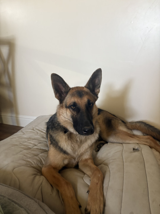 Pet