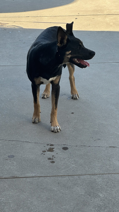 Pet