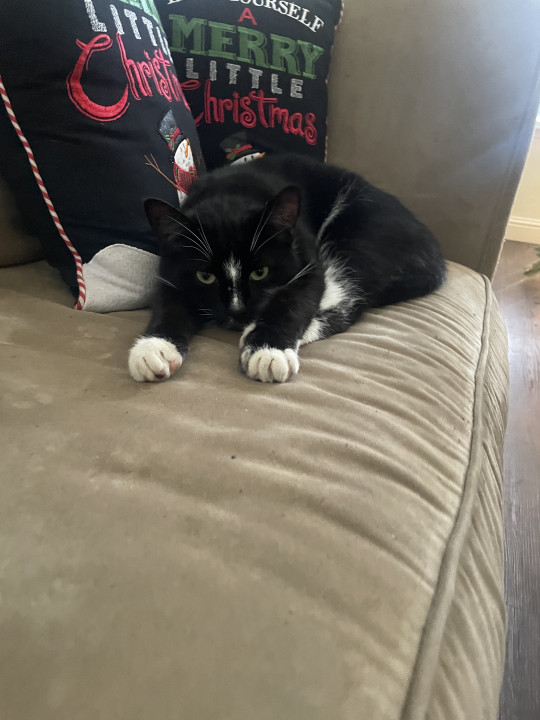 Pet